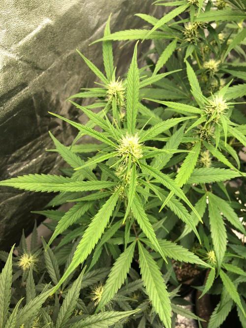 Strawberry Haze Auto Indoor Late Summer. Week 7