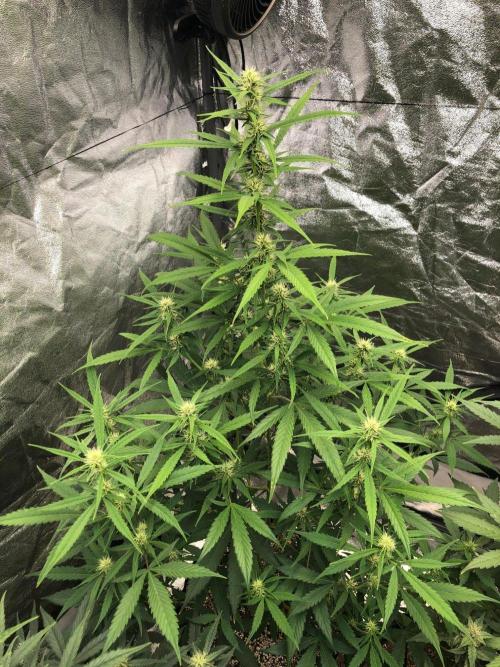 Strawberry Haze Auto Indoor Late Summer. Week 7
