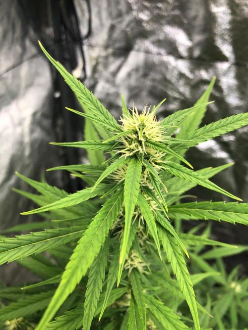 Strawberry Haze Auto Indoor Late Summer. Week 7