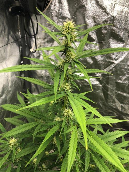 Strawberry Haze Auto Indoor Late Summer. Week 7