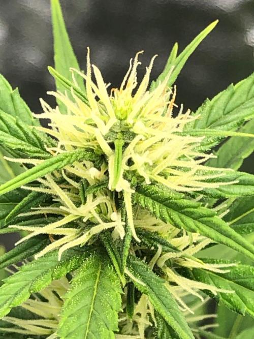 Strawberry Haze Auto Indoor Late Summer. Week 7