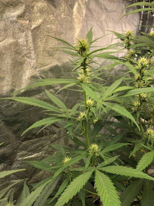 Strawberry Haze Auto Indoor Late Summer. Week 7