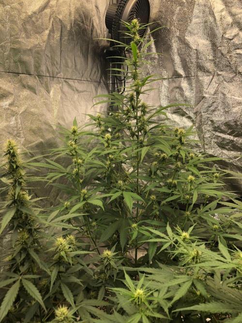 Strawberry Haze Auto Indoor Late Summer. Week 7