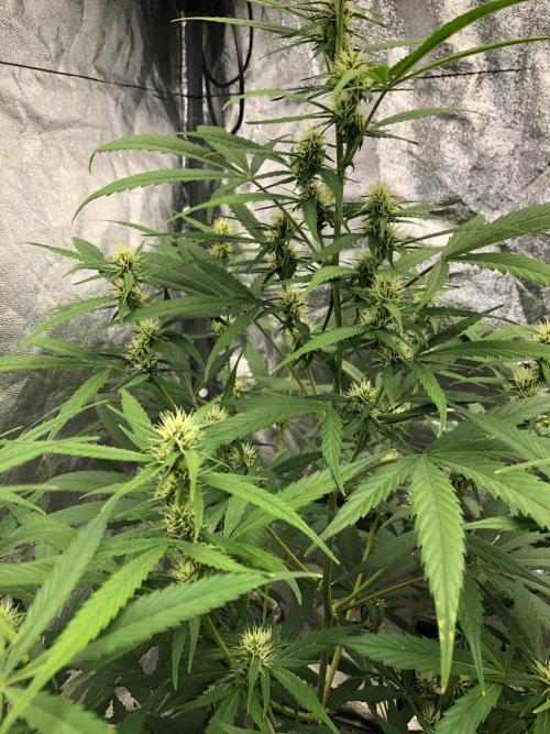 Strawberry Haze Auto Indoor Late Summer. Week 7