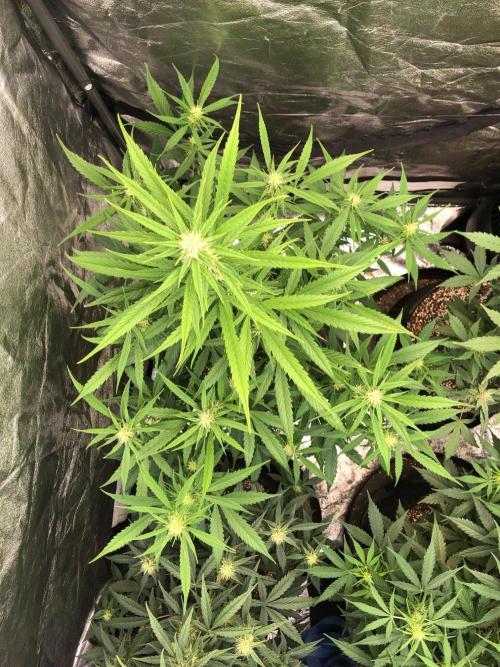 Strawberry Haze Auto Indoor Late Summer. Week 7