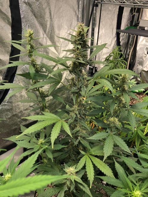 Purple Dream Auto Indoor Late Summer. Week 7