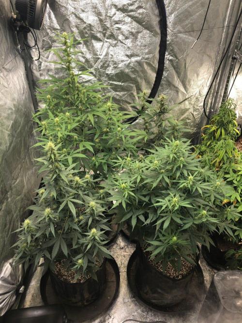 Purple Dream Auto Indoor Late Summer. Week 7