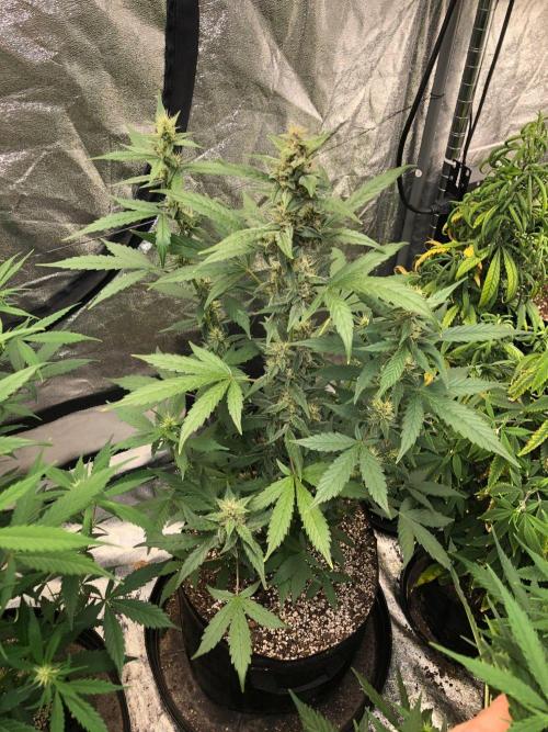 Purple Dream Auto Indoor Late Summer. Week 7