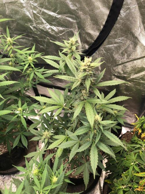 Purple Dream Auto Indoor Late Summer. Week 7