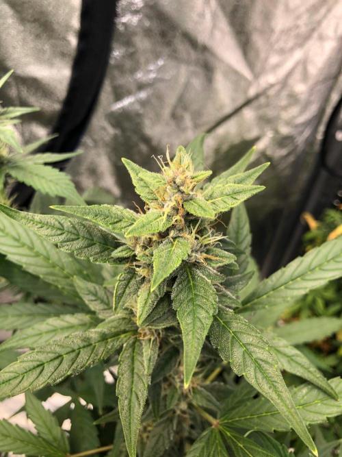 Purple Dream Auto Indoor Late Summer. Week 7