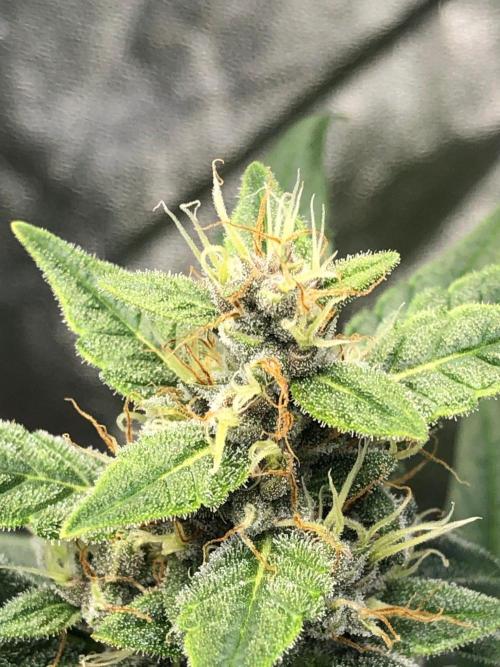 Purple Dream Auto Indoor Late Summer. Week 7