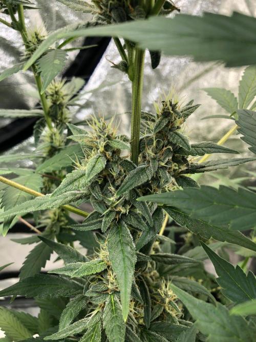 Purple Dream Auto Indoor Late Summer. Week 7