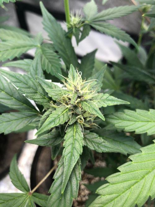 Purple Dream Auto Indoor Late Summer. Week 7