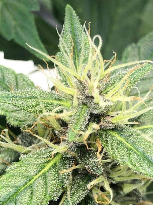 Purple Dream Auto Indoor Late Summer. Week 7