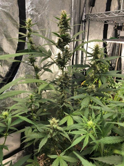 Purple Dream Auto Indoor Late Summer. Week 7