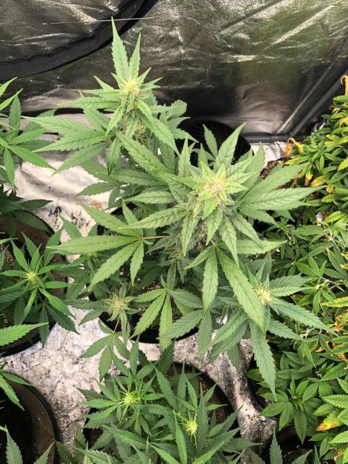 Purple Dream Auto Indoor Late Summer. Week 7