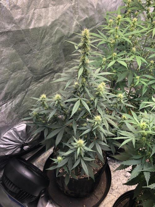 Mikromachine Auto Indoor Late Summer. Week 7