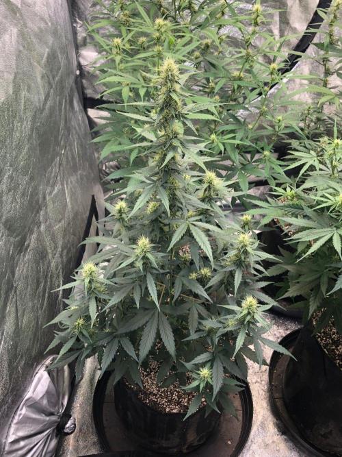 Mikromachine Auto Indoor Late Summer. Week 7