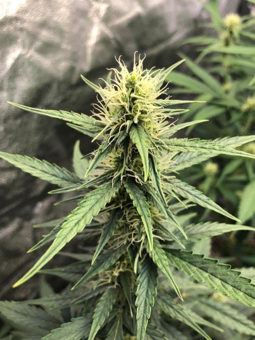 Mikromachine Auto Indoor Late Summer. Week 7