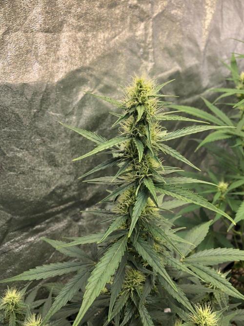 Mikromachine Auto Indoor Late Summer. Week 7