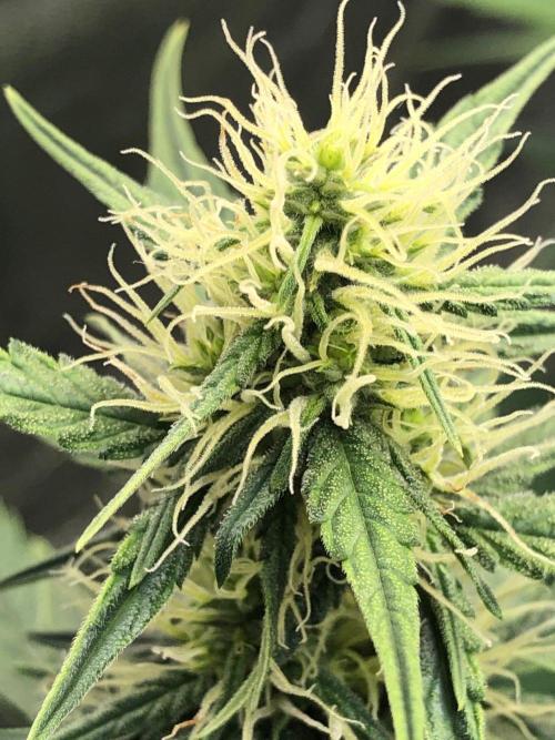 Mikromachine Auto Indoor Late Summer. Week 7