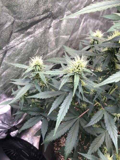 Mikromachine Auto Indoor Late Summer. Week 7