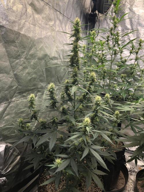 Mikromachine Auto Indoor Late Summer. Week 7