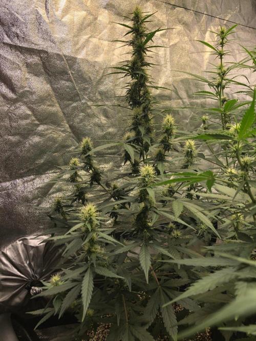 Mikromachine Auto Indoor Late Summer. Week 7