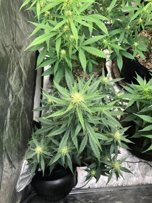 Mikromachine Auto Indoor Late Summer. Week 7