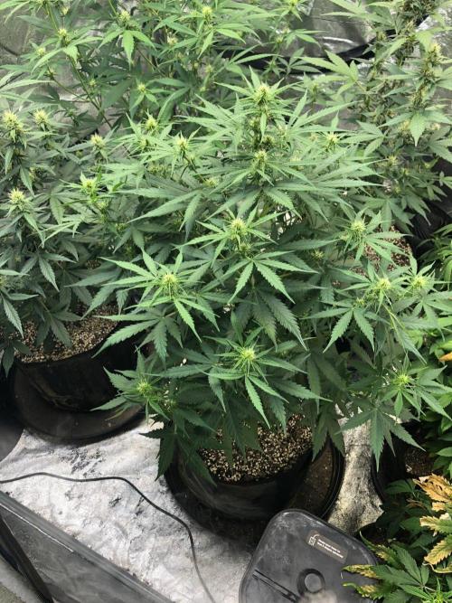 Neville's Haze Auto Spliff Seeds Indoor. Week 6