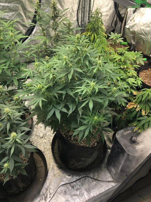 Neville's Haze Auto Spliff Seeds Indoor. Week 6