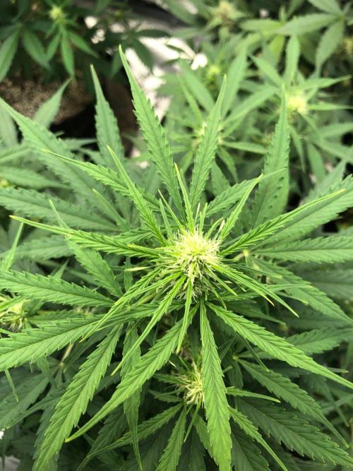 Neville's Haze Auto Spliff Seeds Indoor. Week 6