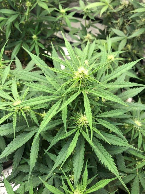 Neville's Haze Auto Spliff Seeds Indoor. Week 6