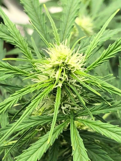 Neville's Haze Auto Spliff Seeds Indoor. Week 6