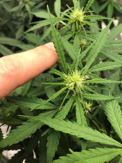 Neville's Haze Auto Spliff Seeds Indoor. Week 6