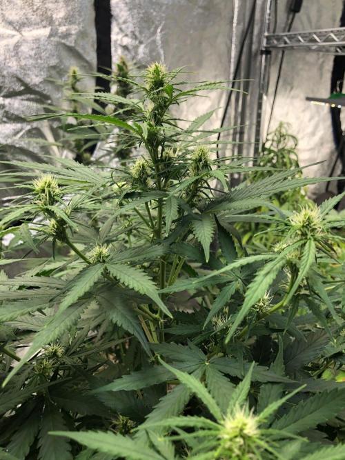 Neville's Haze Auto Spliff Seeds Indoor. Week 6