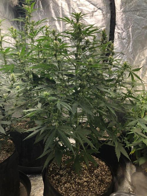 Neville's Haze Auto Spliff Seeds Indoor. Week 6