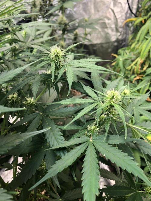 Neville's Haze Auto Spliff Seeds Indoor. Week 6