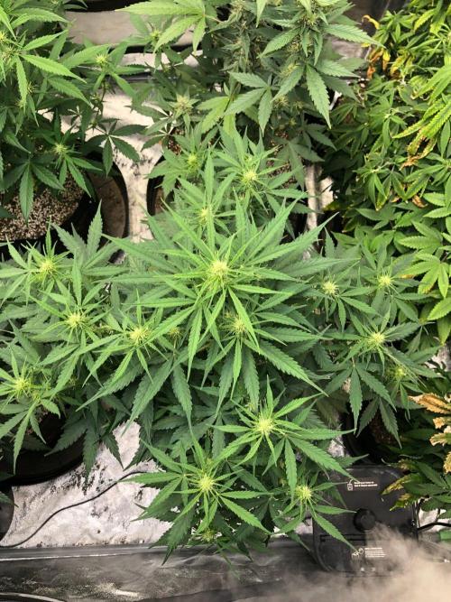 Neville's Haze Auto Spliff Seeds Indoor. Week 6