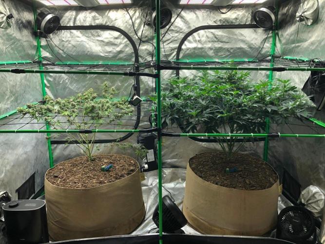 Acapulco Gold (auto) SeedSupreme Indoor. Week 12