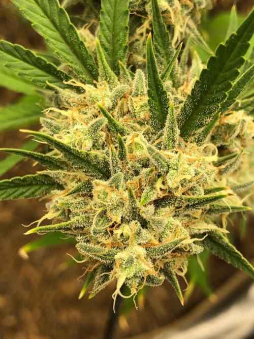 Acapulco Gold (auto) SeedSupreme Indoor. Week 12