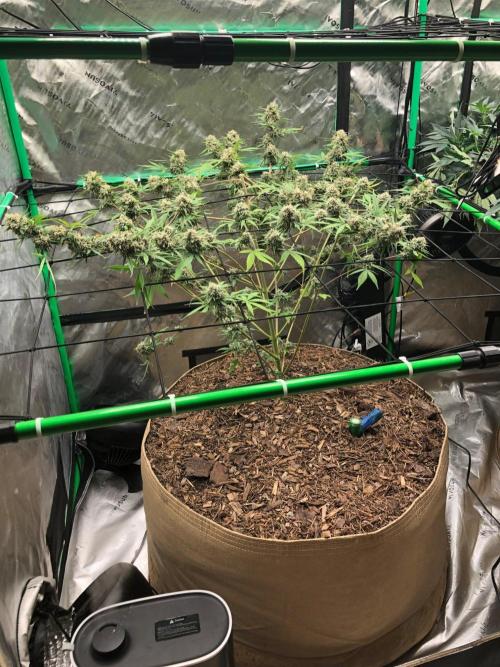 Acapulco Gold (auto) SeedSupreme Indoor. Week 12