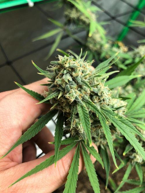 Acapulco Gold (auto) SeedSupreme Indoor. Week 12