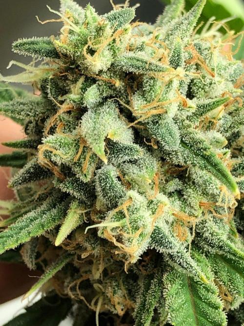Acapulco Gold (auto) SeedSupreme Indoor. Week 12