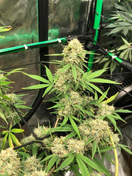 Acapulco Gold (auto) SeedSupreme Indoor. Week 12