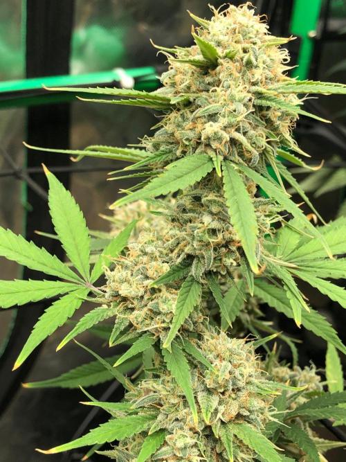 Acapulco Gold (auto) SeedSupreme Indoor. Week 12