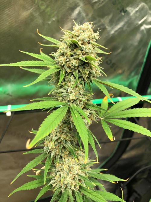 Acapulco Gold (auto) SeedSupreme Indoor. Week 12