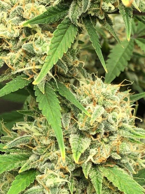 Acapulco Gold (auto) SeedSupreme Indoor. Week 12