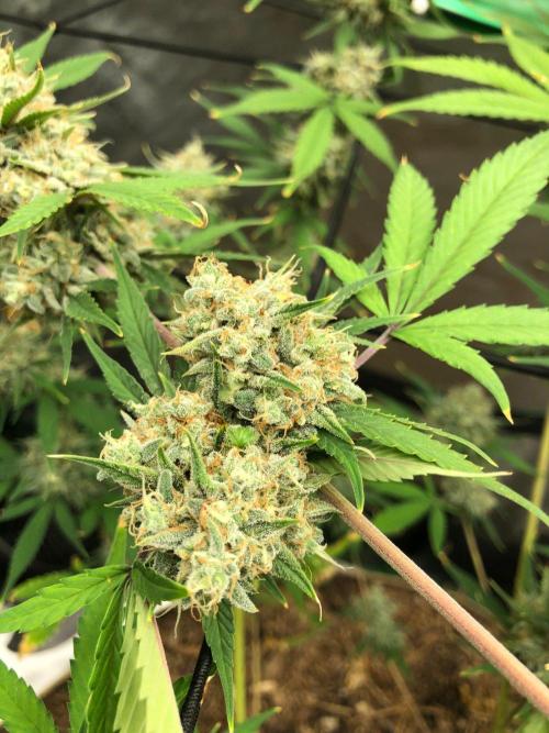 Acapulco Gold (auto) SeedSupreme Indoor. Week 12