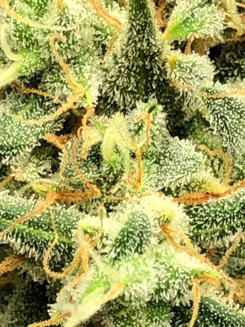 Acapulco Gold (auto) SeedSupreme Indoor. Week 12